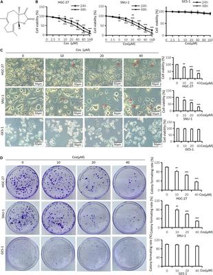 Costunolide-Induced Apoptosis via Promoting the Reactive Oxygen Species and Inhibiting AKT/GSK3β Pathway and Activating Autophagy in Gastric Cancer